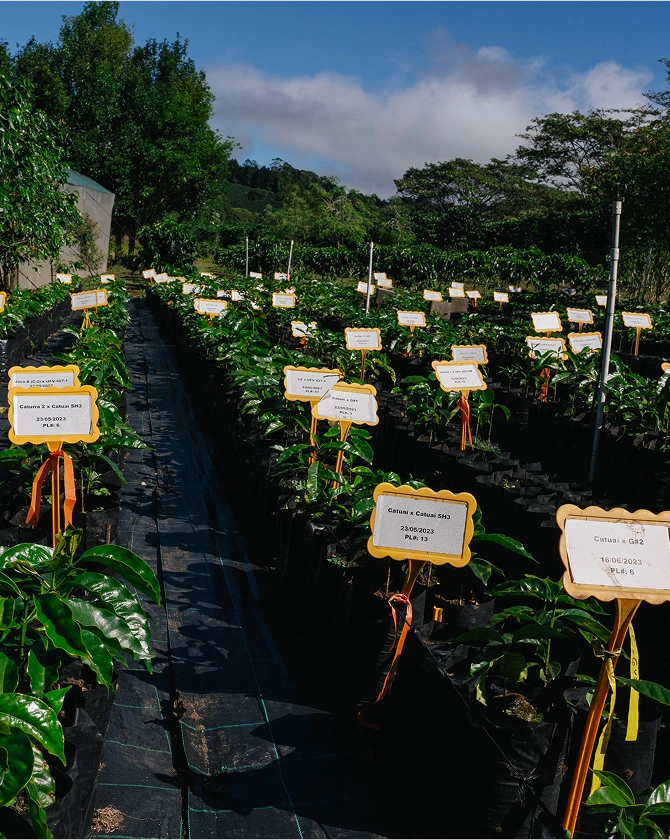 Rows of plants with labeled signs in a garden or nursery setting