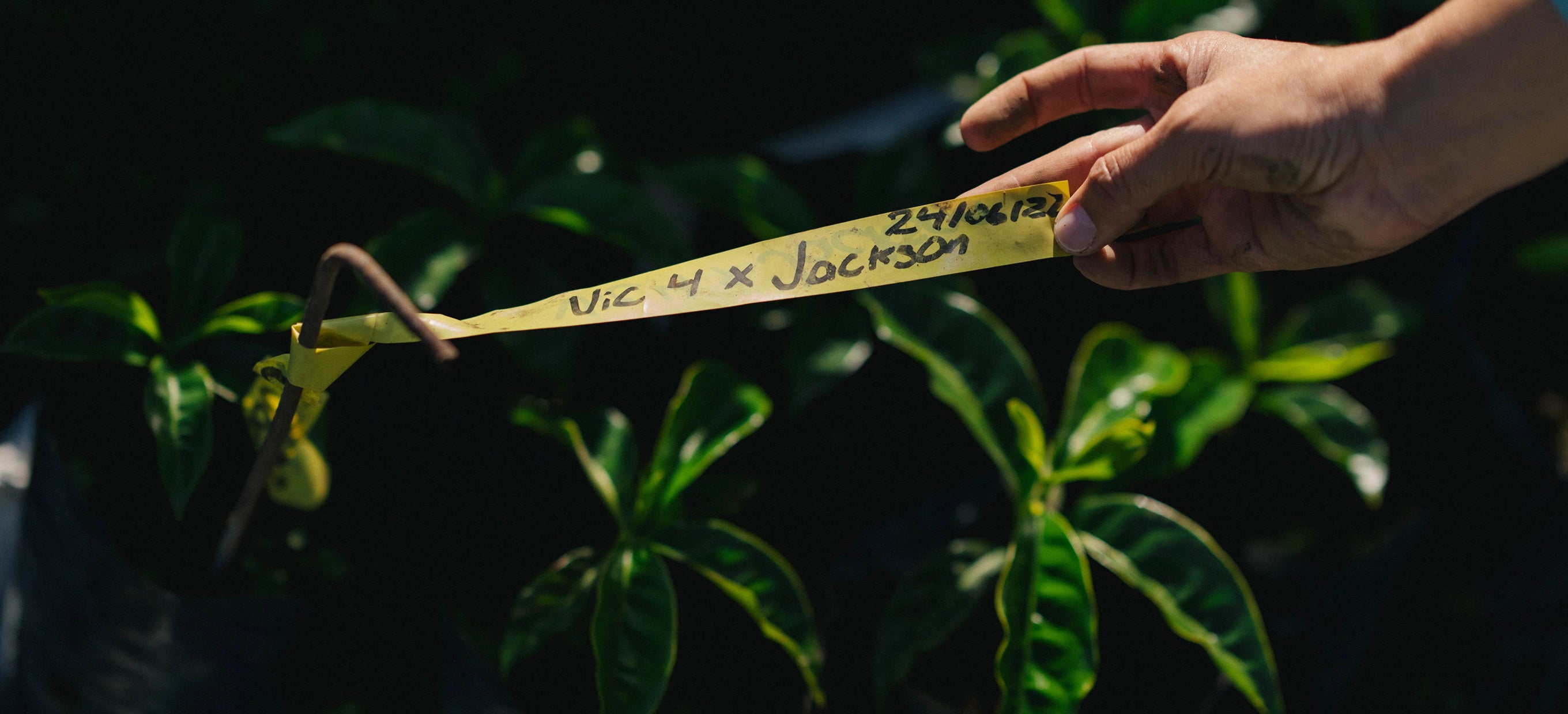 Hand holding a yellow tape measure with text against a green plant background