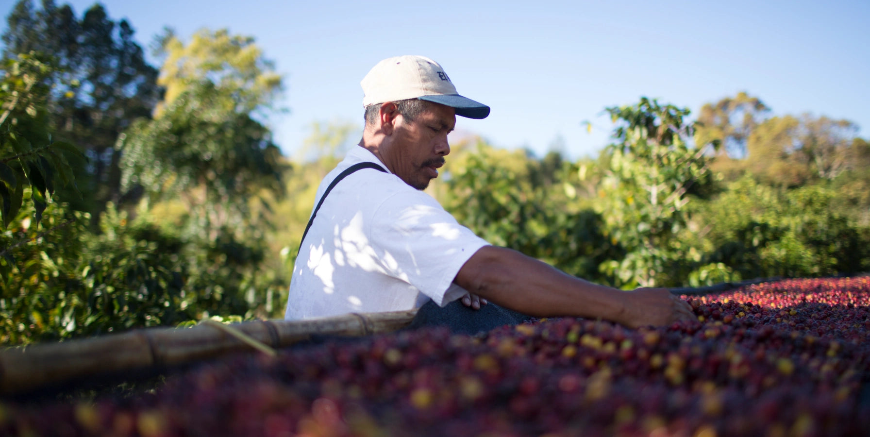 Man sorting coffee beans on a sunny day with trees in the background