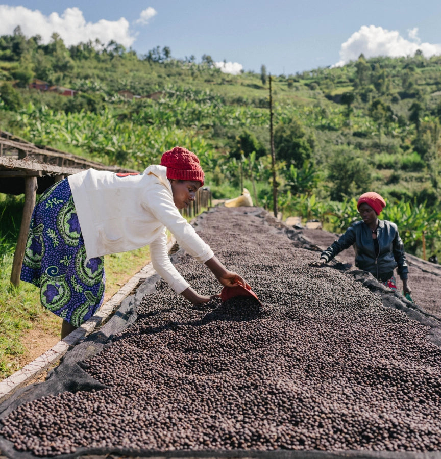 Two people working with coffee beans on a raised bed in a hilly landscape.