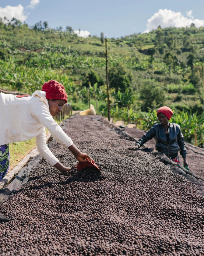 Two people working with coffee beans on a sunny day in a hilly landscape.