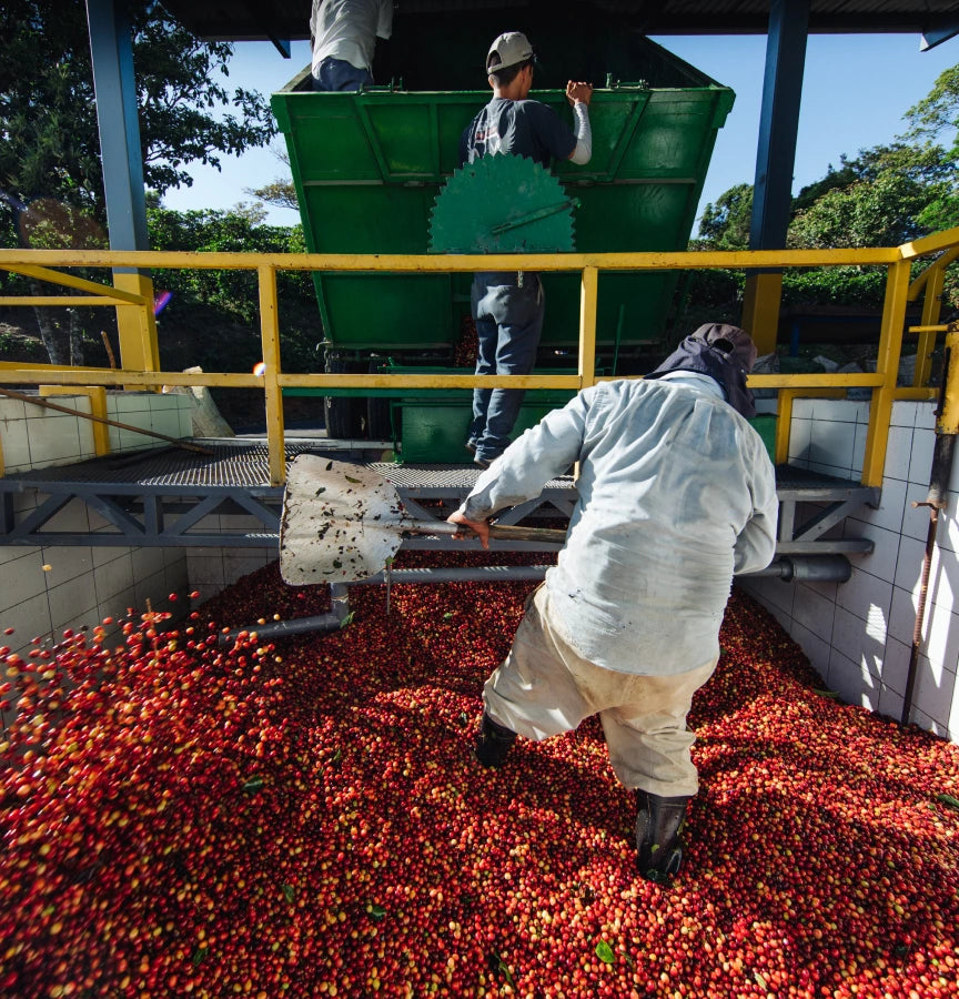 Workers handling coffee cherries at a processing station.