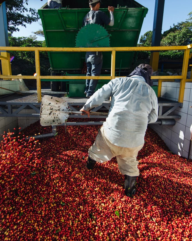 Person working with coffee cherries in a processing plant