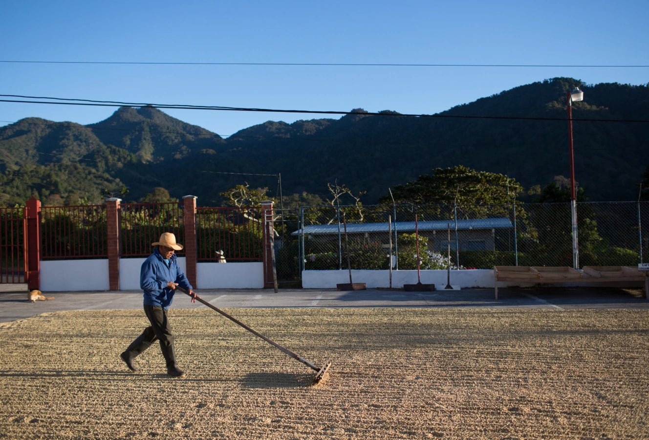 Person using a lawn mower on a grassy field with mountains in the background