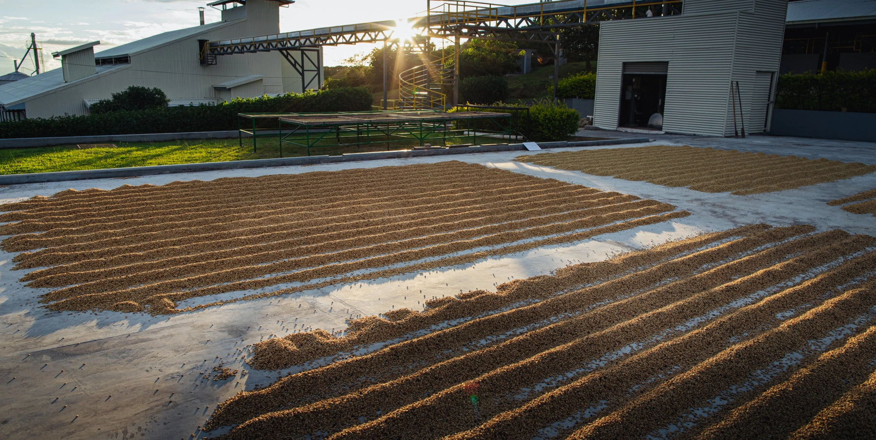 Drying coffee beans on an outdoor rack