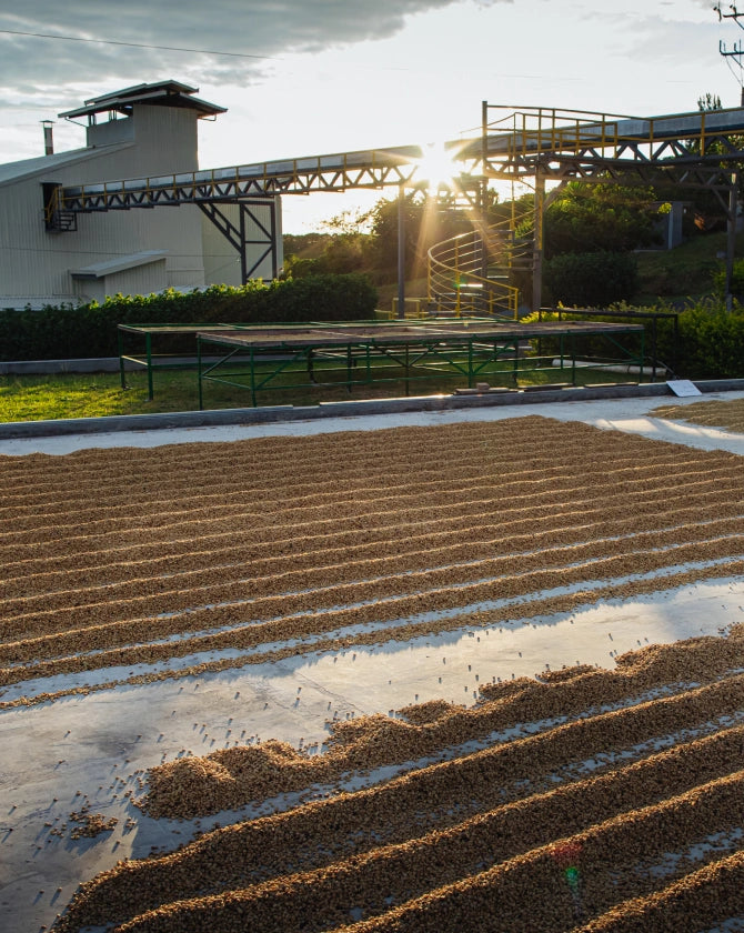 Drying coffee beans on an outdoor with industrial buildings in the background