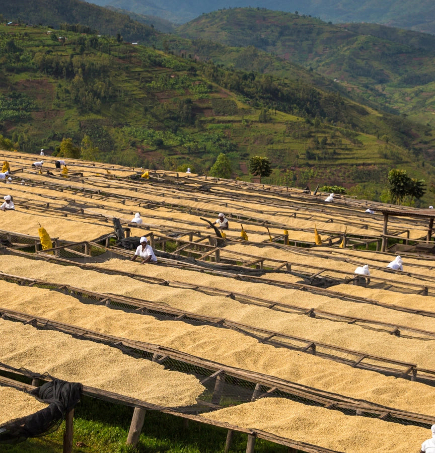 Rice drying on racks in a mountainous landscape