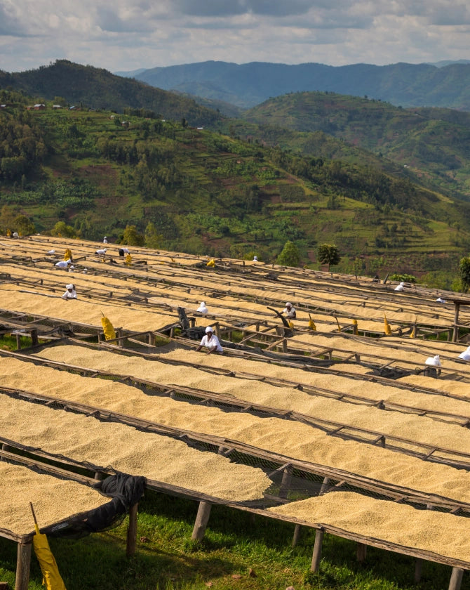 Coffee beans drying on trays in a scenic mountainous area