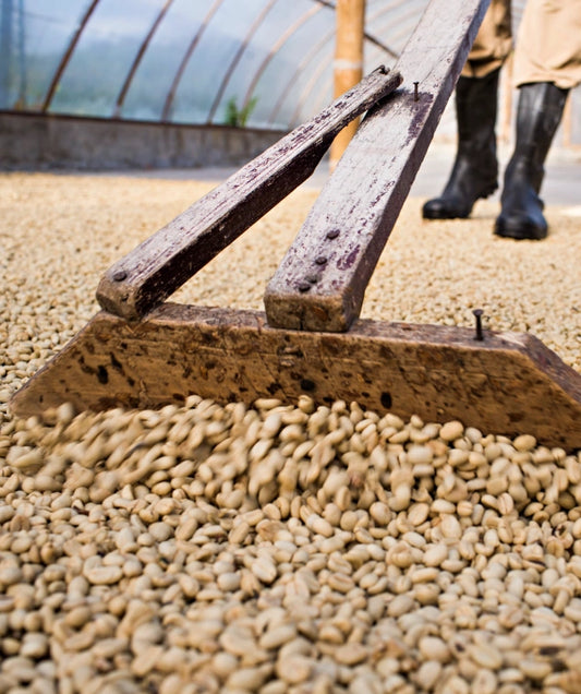 A wooden rake spreads green coffee beans drying on the floor, with a worker in rubber boots behind.