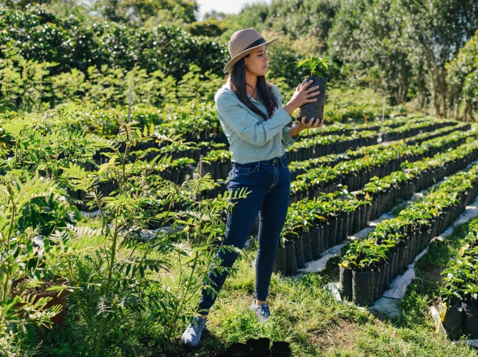 Woman holding a young coffee plant in a grow bag at a coffee farm nursery, surrounded by rows of coffee seedlings.