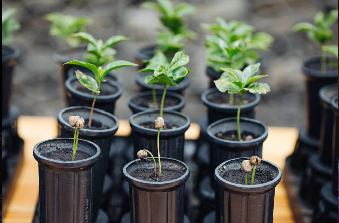 Close-up of young coffee seedlings in black tubes with soil at a coffee farm nursery.