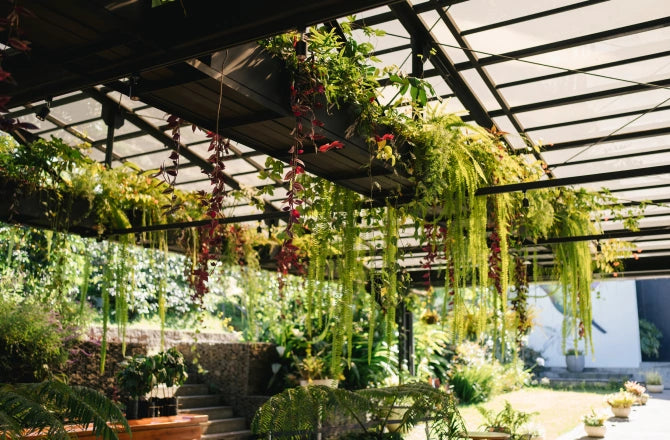 Indoor garden with hanging ferns and cascading vines under a glass roof