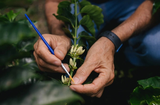 Close-up of hands using a small paintbrush on white coffee flower buds