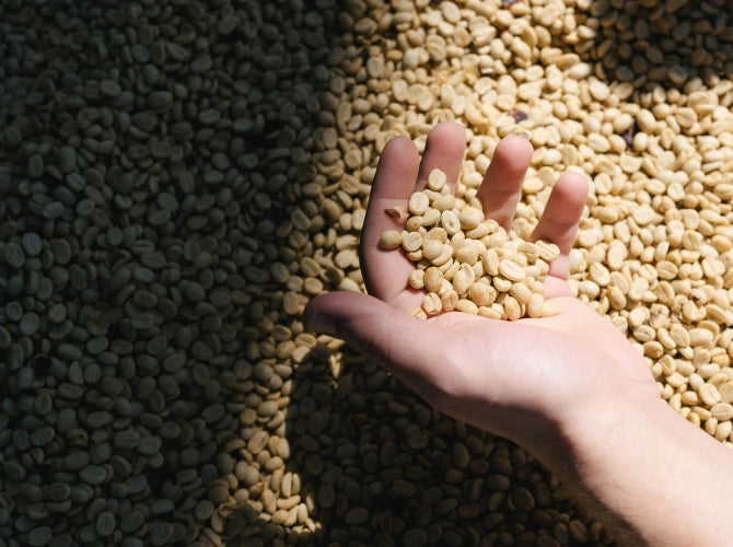 Hand holding unroasted coffee beans over a pile of beans