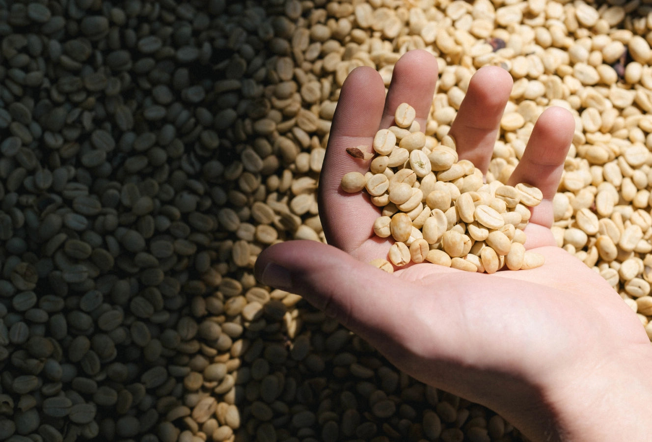Hand holding unroasted coffee beans with more unroasted coffee beans in the background.