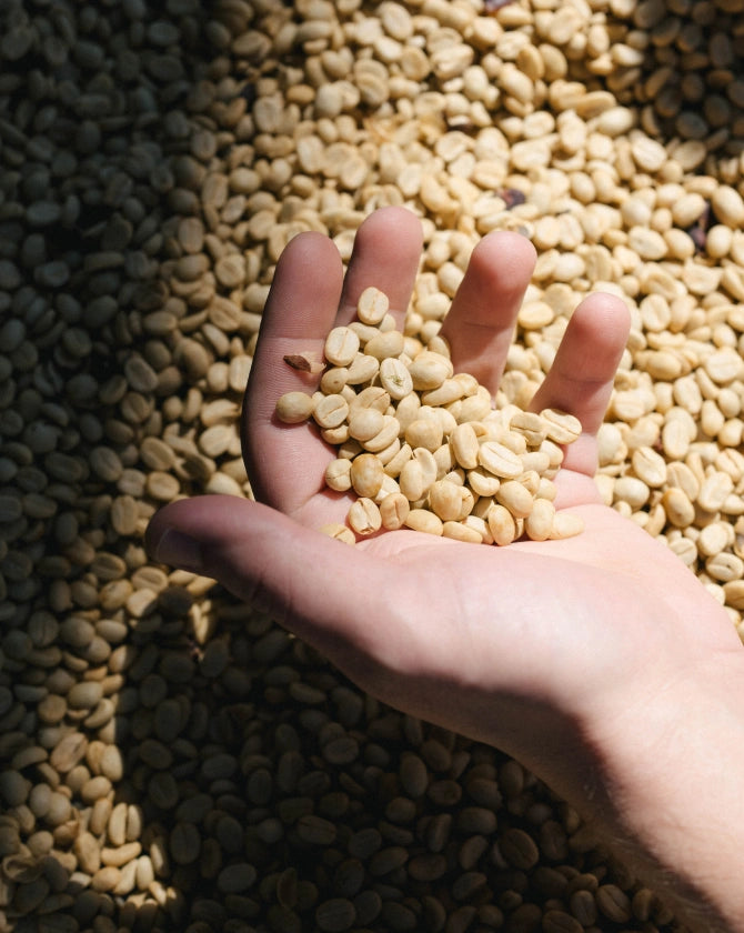 Hand holding unroasted coffee beans with more unroasted coffee beans in the background.