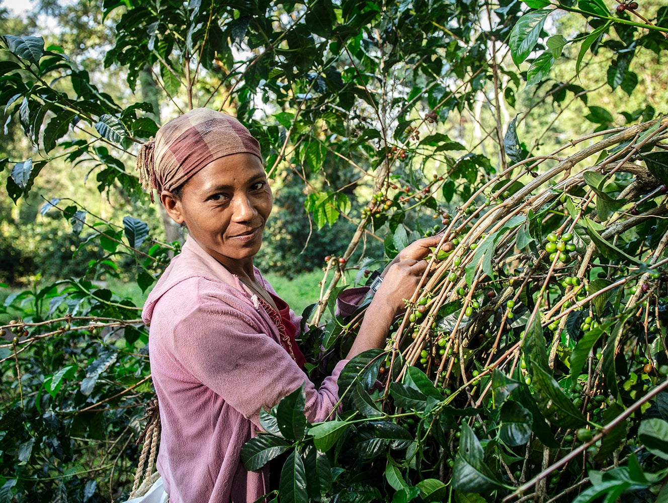 Woman harvesting coffee cherries from a tree in a coffee plantation