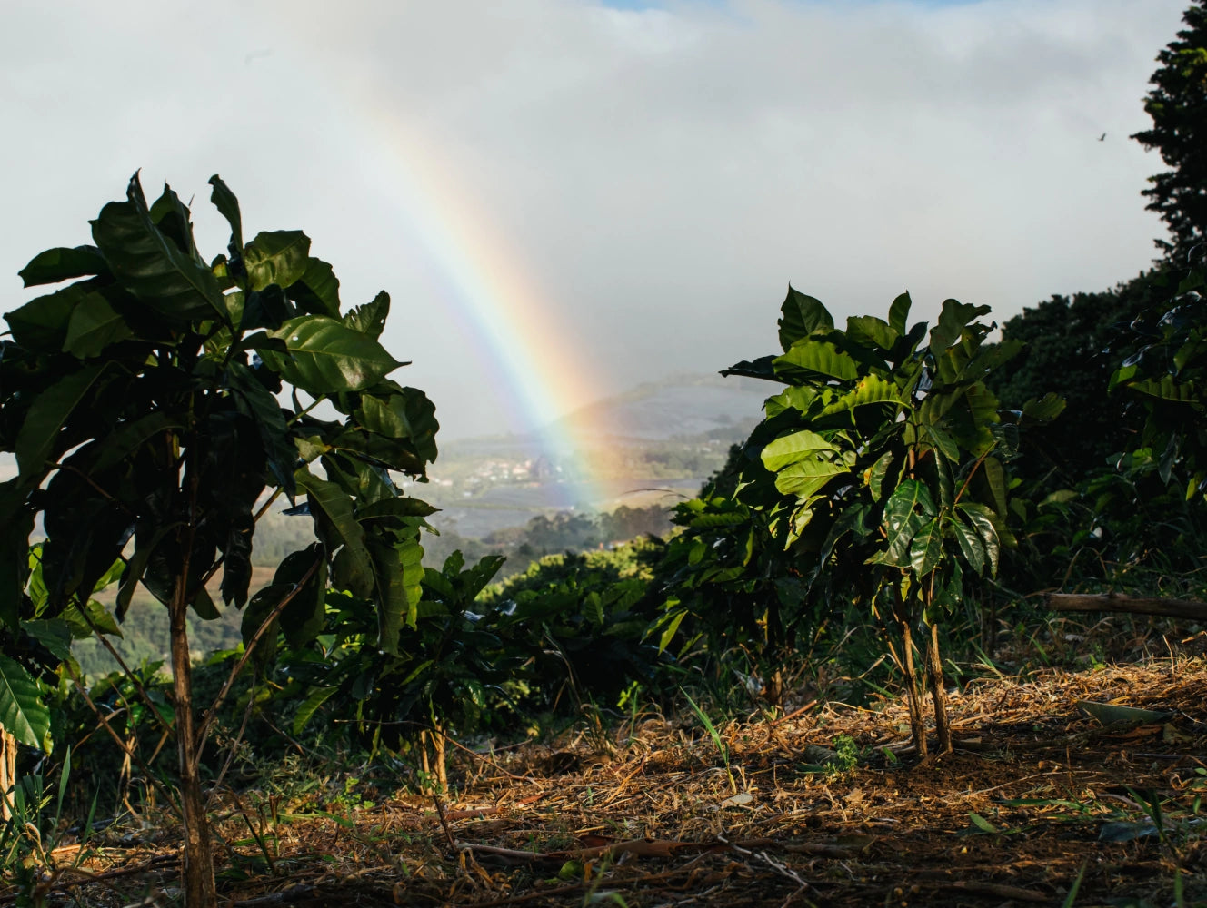 Rainbow over a coffee plantation with green trees and plants.
