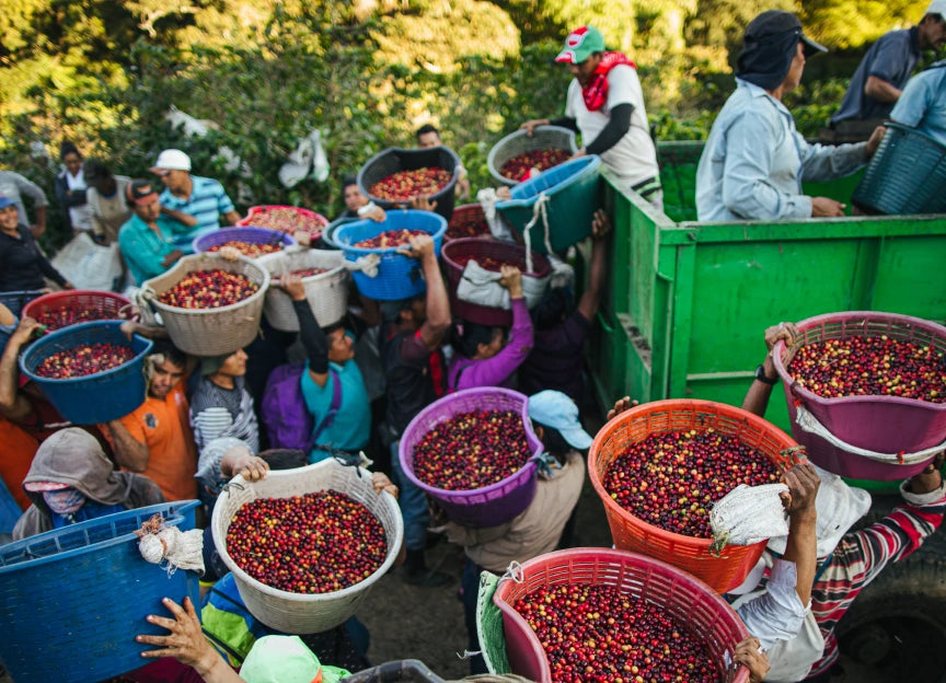 Workers loading baskets of freshly picked coffee cherries into a green truck at Starbucks Hacienda Alsacia coffee farm.