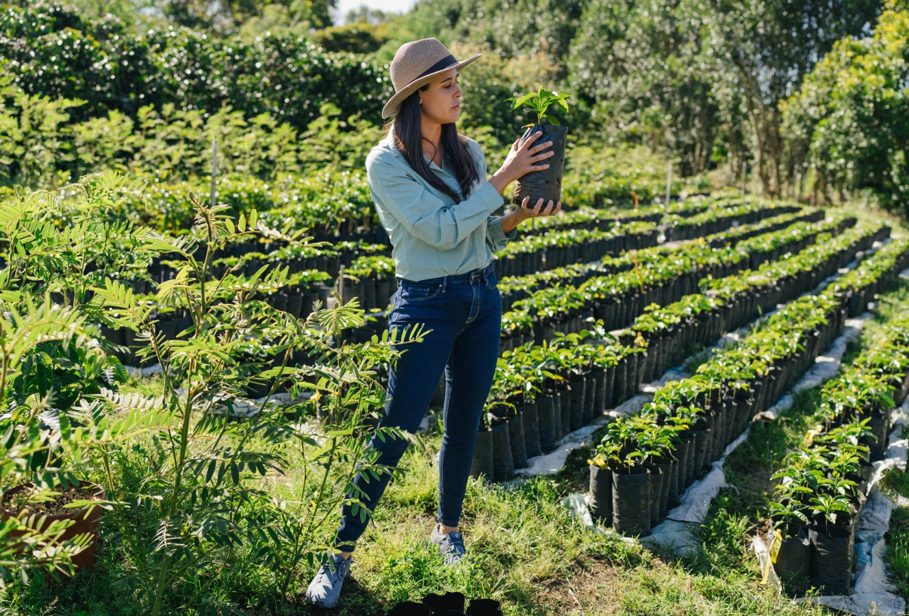 Woman holding a young coffee plant in a grow bag at a coffee farm nursery, surrounded by rows of coffee seedlings.