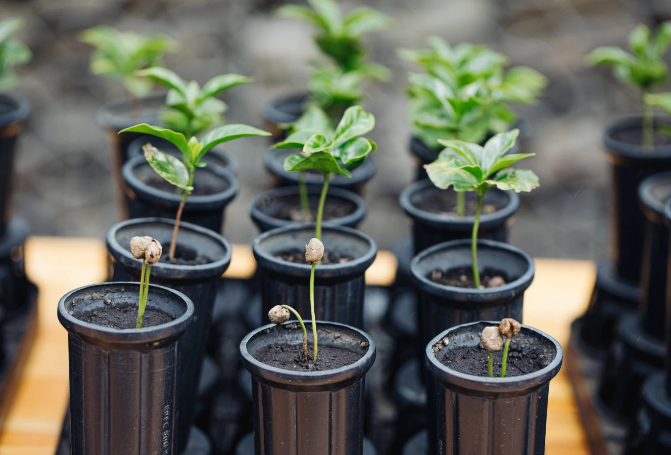 Close-up of young coffee seedlings in black tubes with soil at a coffee farm nursery.