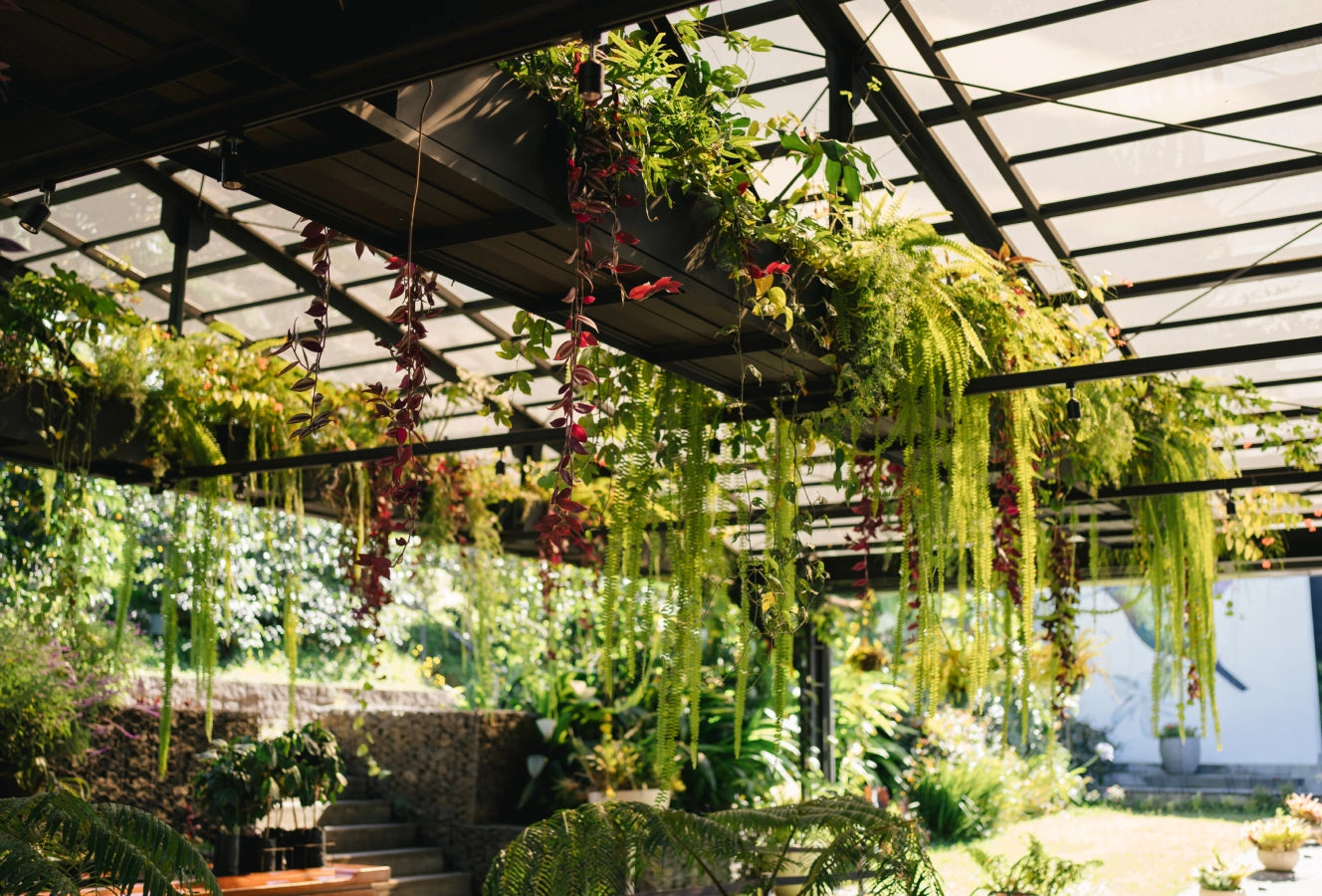 Indoor garden with hanging ferns and cascading vines under a glass roof