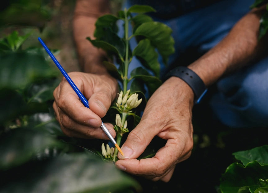 Close-up of hands using a small paintbrush on white coffee flower buds