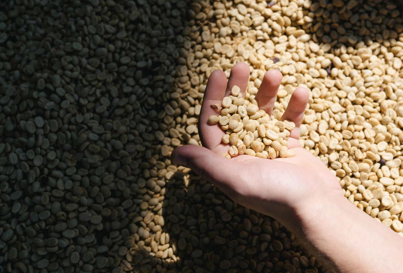 Hand holding unroasted coffee beans over a pile of beans