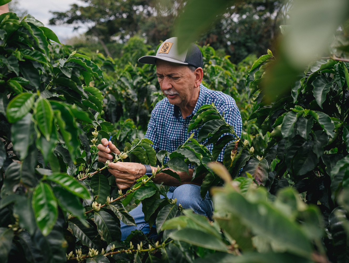 Man inspecting coffee plants in a coffee plantation
